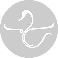 Cigno_CAMPOGRANDE_grigio